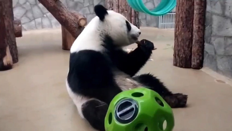 Panda Playtime: Tiny Figurine, Big Giggles