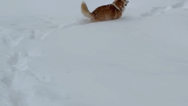 Snow Day Superstar: Dog Dives into Winter Wonderland