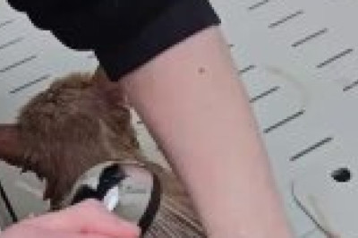 suds, Purrs &amp; Splash: The Bath-Time Cat You Need to See