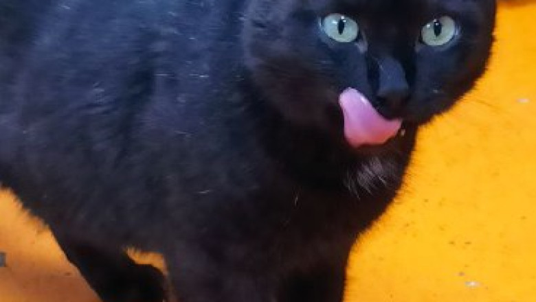 The Black Cat That Won Our Hearts: How One Shelter Transformations Proves Color Isn’t What It Seems