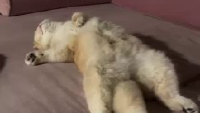 The Purest Purrs: Sleeping Cat Dreams in Slow Motion