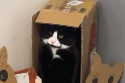 The Shy Shelter Cat Who Learned to Trust Again