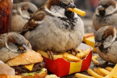 The Hidden Dangers of Urban Fast Food for Sparrows: Obesity and Reproductive Decline
