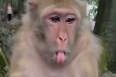 Monkey Goes HILARIOUS: Eggs Everywhere!