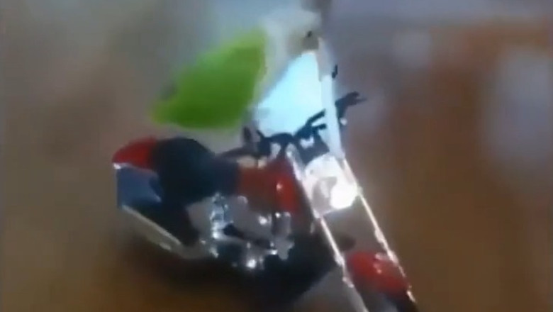 Parrot Pulls Off the Ultimate Comedy Show