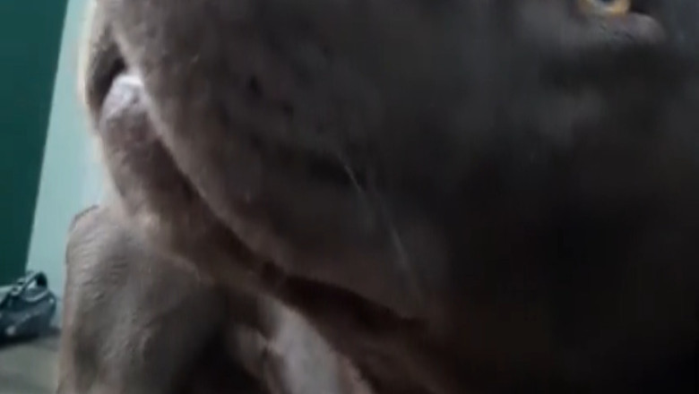 This Dog Does the Funniest Things When Left Alone for 5 Minutes 😂