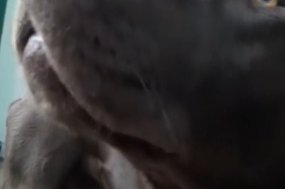 This Dog Does the Funniest Things When Left Alone for 5 Minutes 😂