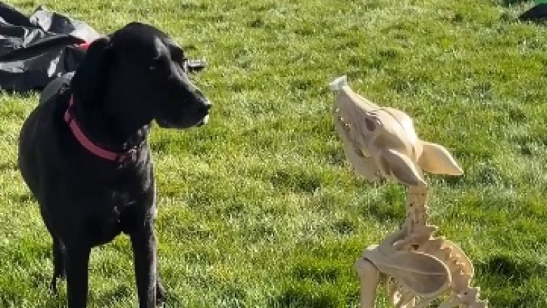 Brave Dog Faces a Skeleton… What Happens Next Is Unbelievable!