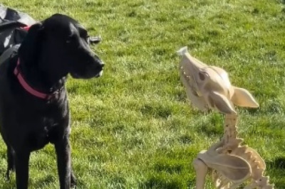 Brave Dog Faces a Skeleton… What Happens Next Is Unbelievable!
