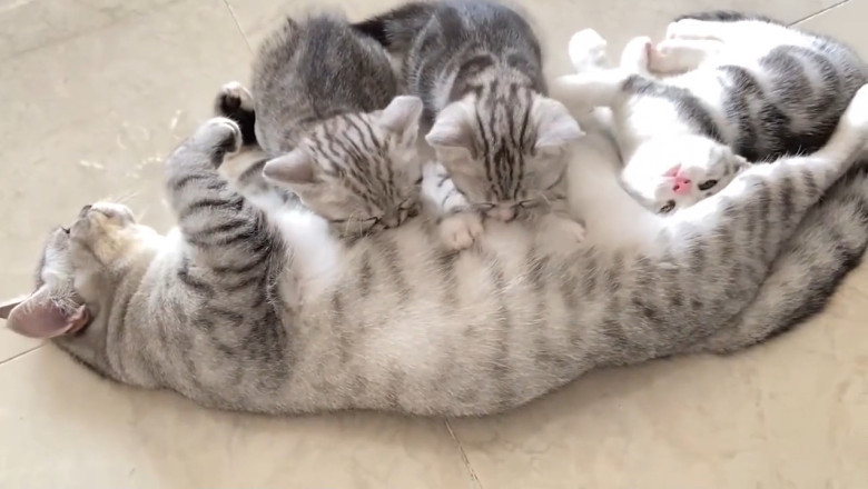 Cats Being Chaotic for 10 Minutes Straight