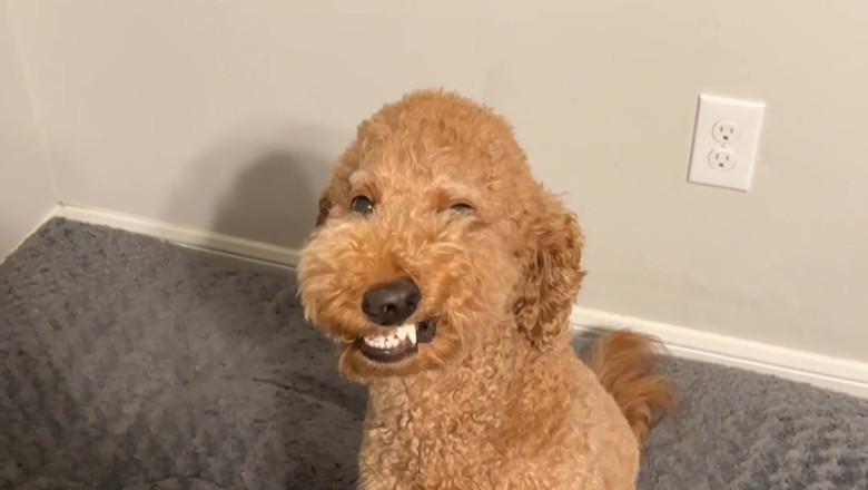 Don’t Be Fooled… This Dog’s “Smile” Is Hilarious