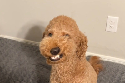 Don’t Be Fooled… This Dog’s “Smile” Is Hilarious