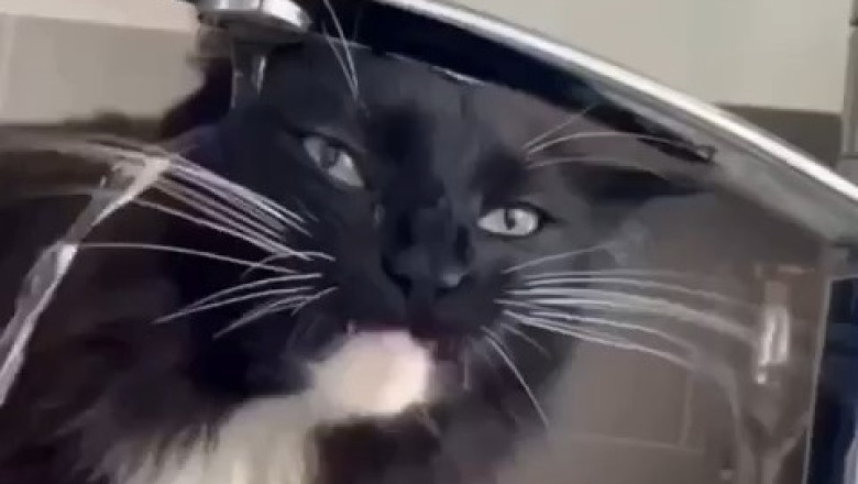 Hydration Goals: Cats Drinking Water Like Royalty