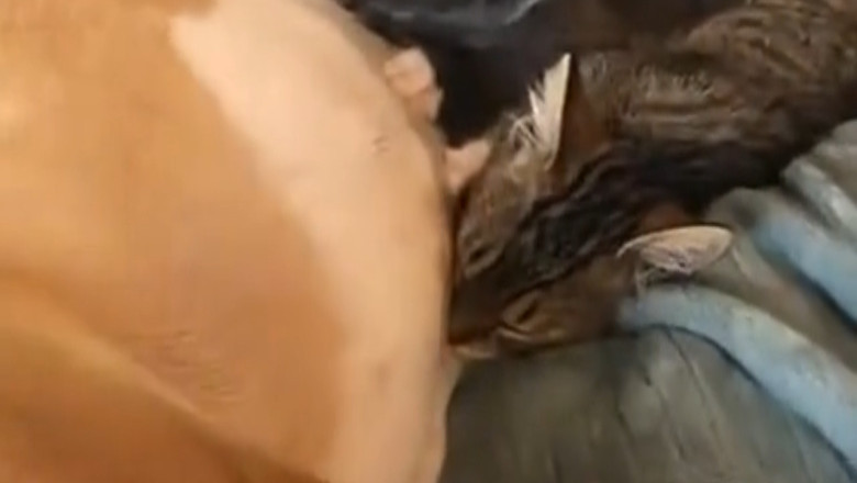 Mama Dog Nurses Abandoned Kittens — A Heart That Knows No Species