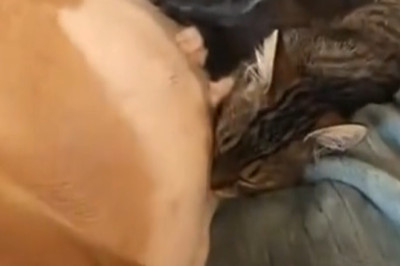 Mama Dog Nurses Abandoned Kittens — A Heart That Knows No Species