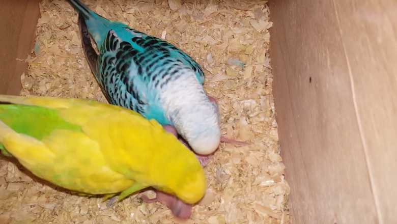 Parrot Mama’s Cozy Chicks: A Nest of Tiny Feathers