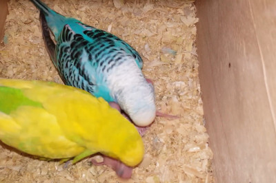 Parrot Mama’s Cozy Chicks: A Nest of Tiny Feathers