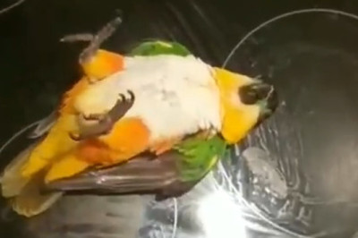 Parrot Power: The Brightest Bird on Your Feed