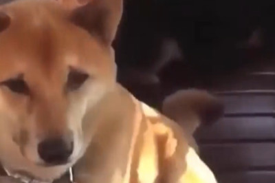 The Funniest, Wildest &amp; Cutest Moments Ever!