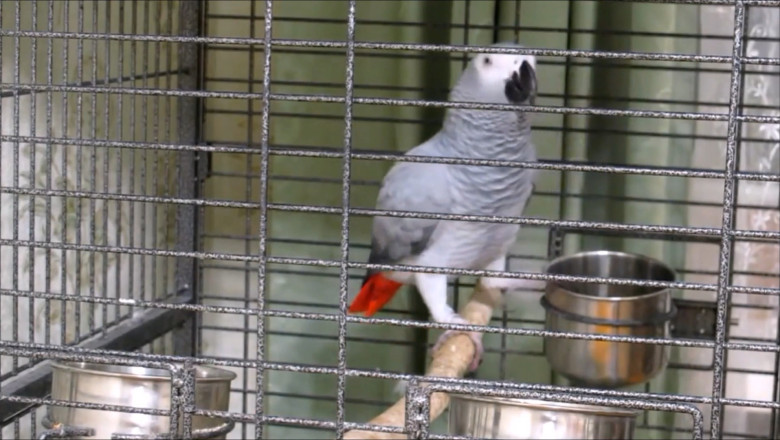 The Happy Parrot Show: Laughs, Laughs, and More Laughs