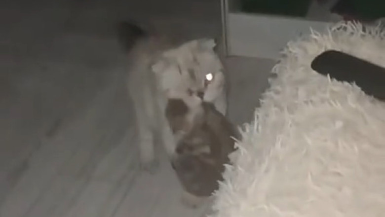 The Ultimate Cat: Mama Cat and Her Adorable Kitten Take Over the Internet