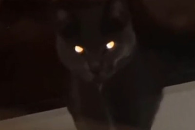 These Pets Are More Dramatic Than Humans