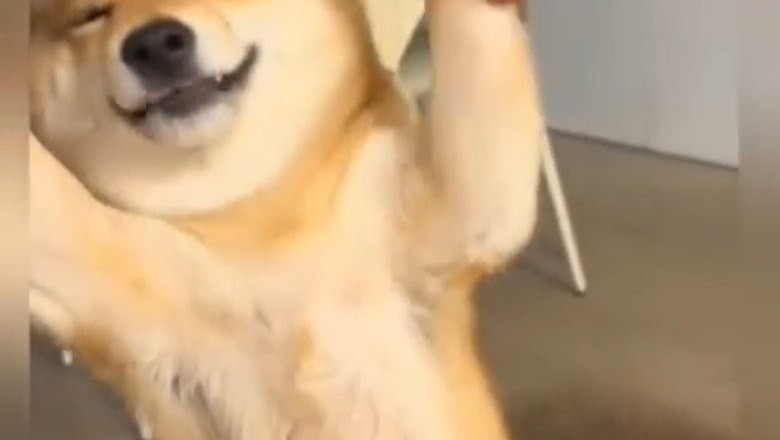 When Dogs Act Like Humans… HILARIOUS!