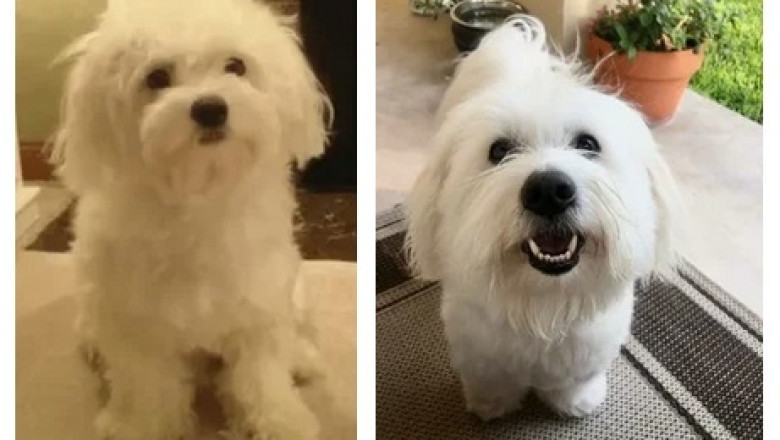 Coton de Tulear: The Royal Cotton Dog That Steals Hearts Instantly