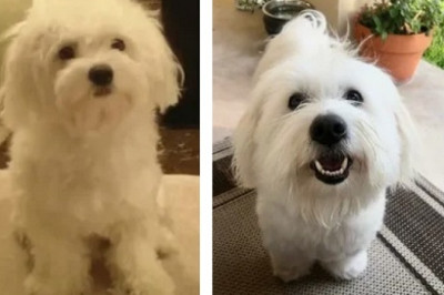 Coton de Tulear: The Royal Cotton Dog That Steals Hearts Instantly