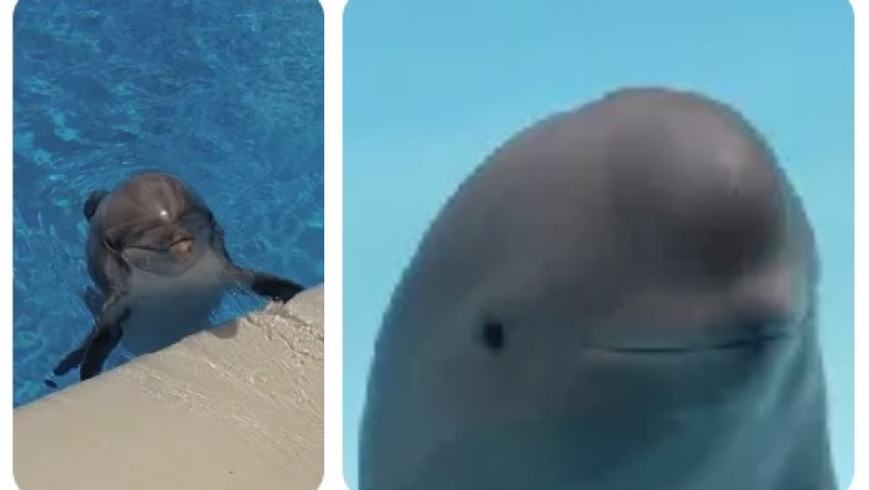 Dolphins Have Names — And They Choose Them Themselves