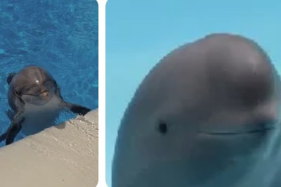 Dolphins Have Names — And They Choose Them Themselves