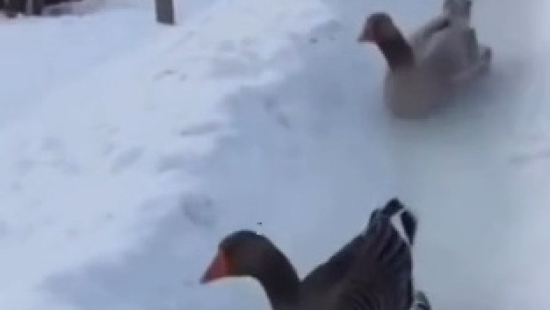 Ducks On Skis: The Cutest Winter Olympians