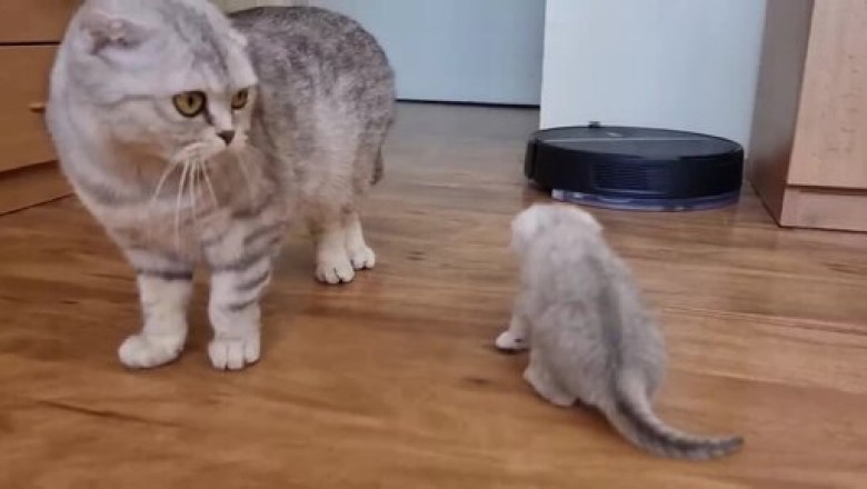 Mama Cat’s Love for Her Tiny Kitten Will Melt Your Heart