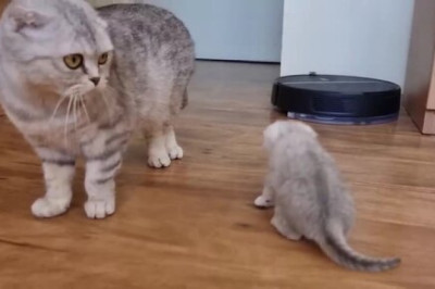Mama Cat’s Love for Her Tiny Kitten Will Melt Your Heart