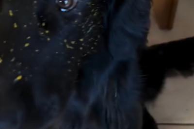 The Most Polite Dog Ever? Watch Him Fetch with Serious Manners!