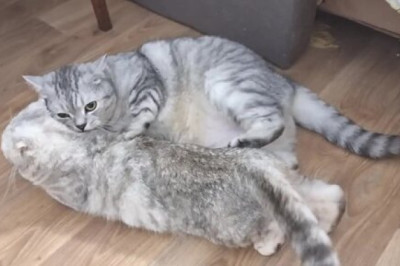 The Way This Mama Cat Protects Her Baby Is Pure Love