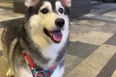 This Good Boy Will Melt Your Heart in 30 Seconds