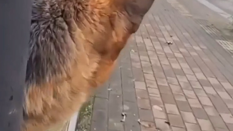 Watch This Incredible Dog Take on the World in 60 Seconds
