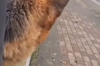 Watch This Incredible Dog Take on the World in 60 Seconds