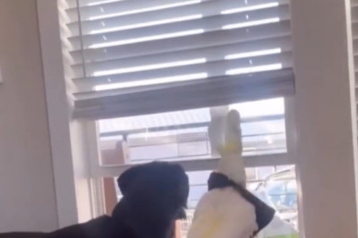 When a Parrot and a Dog Become Best Roommates