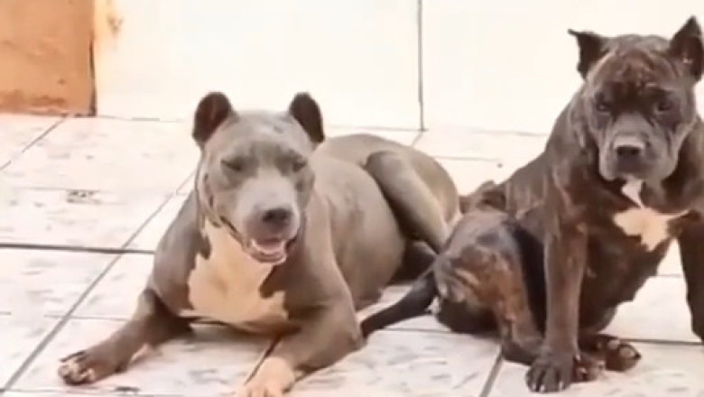 When Small Dogs See a BIG Dog for the First Time