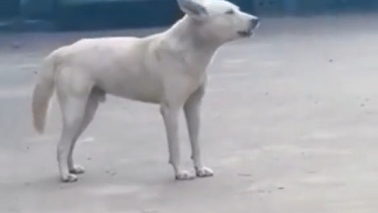 He Heard Something… And This Happened!