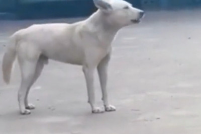 He Heard Something… And This Happened!