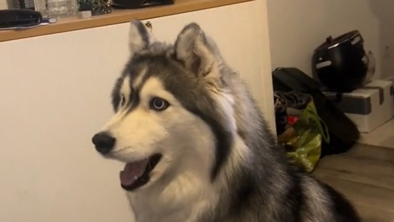 This Dog Is Humming His Own Song… And It’s ADORABLE