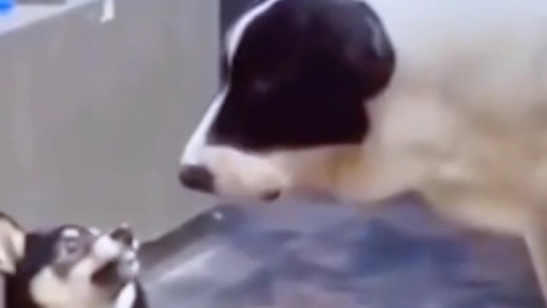 This Dog’s Bark Is So Loud It Shocked the Neighborhood!