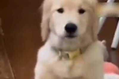 This Dog’s Humming Will Melt Your Heart