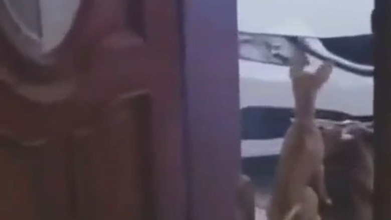 Tiny Dog Guards the Door Like a Big Boss