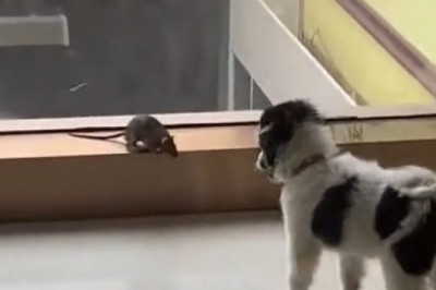 Tiny Dog vs. Mouse – The Showdown You Didn’t Expect!