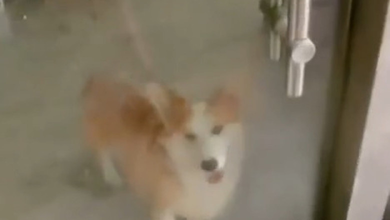 When Dogs Meet Through Glass… Chaos Ensues!