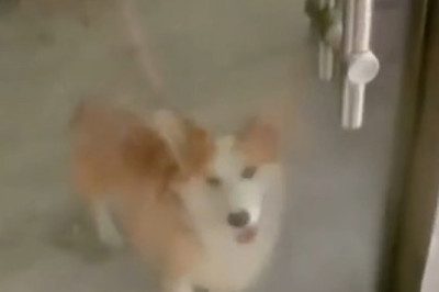When Dogs Meet Through Glass… Chaos Ensues!